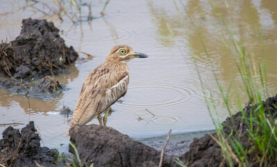 Spotted thick-knee (Burhinus capensis) is a bird species living in wetlands in Africa.