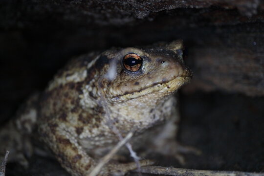 Photo of night, land, forest toad in a natural habitat, 