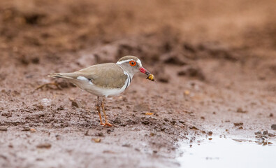 Three banded plover (Charadrius tricollaris) is a bird living in wetlands in South and East Africa and Madagascar.