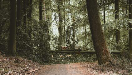 Fototapeta premium Fallen tree with a broken tree trunk in the woods after stormwind. Close up texture of a destroyed tree part
