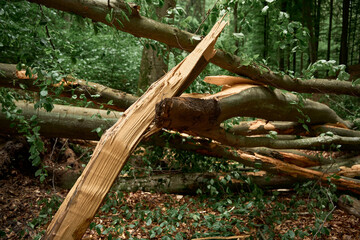 Broken tree in the woods after stormwind. Close up texture of a destructed tree trunk.