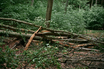 Broken tree in the woods after stormwind. Close up texture of a destructed tree trunk.