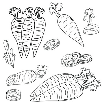 Set of black and white illustrations of garden carrots hand drawn sketch set of vector carrot , leaves for web design.