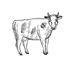 Cow vector illustration, hand drawing sketch