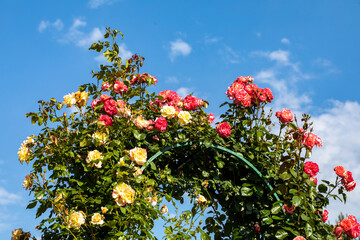 Fototapeta na wymiar Red and yellow Roses on the Branch in the Garden