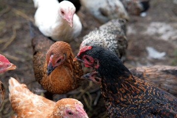 A group of chickens on the farm, organic chicken farm concept