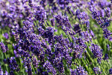  the blooming lavender flowers in Provence, near Sault, France