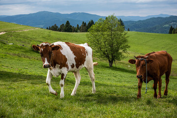 Fototapeta na wymiar Happy Cows on meadow in Pieniny Mountains, Poland