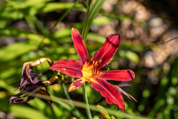 Fototapeta premium Beautiful red daylilies in a flower bed