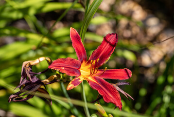 Beautiful red daylilies in a flower bed