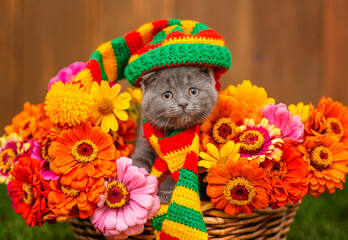 A small gray kitten lying in a basket full of multi-colored dahlias standing on the green grass of the lawn with a multi-colored cap on his head and a scarf around his neck. Cozy autumn concept