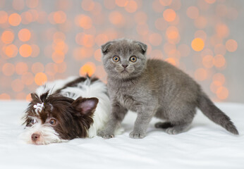 Kitten and puppy lying next to each other on a blanket against the background of lights