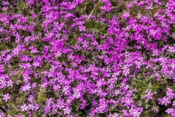  lilac aubrieta deltoidea flowers in the summer garden.