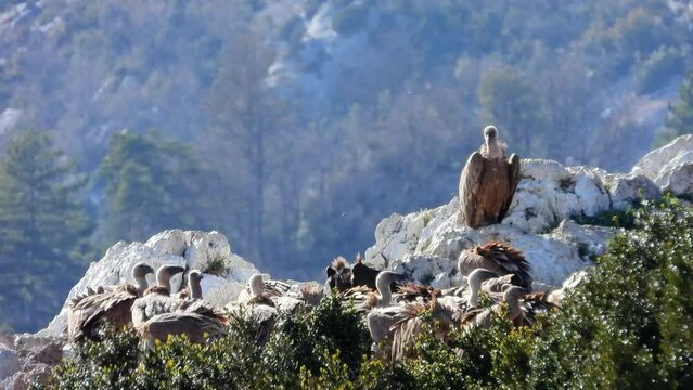 ad G&auml;nsegeier 20220411 2 7