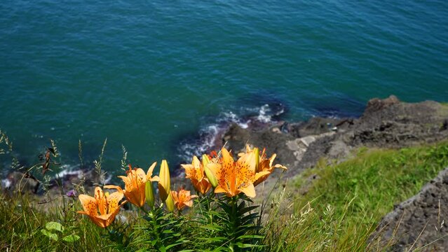 海岸の断崖絶壁で初夏の潮風に揺れるイワユリの花