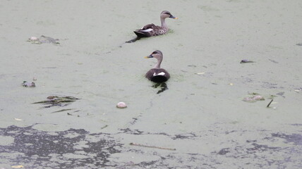 Indian spot-billed ducks swimming in the polluted lake water