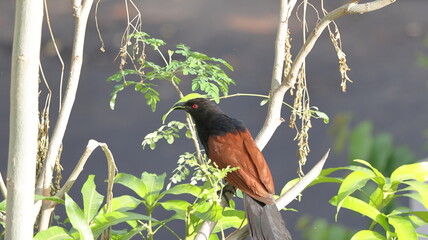 Greater Coucal collecting materials to build its nest