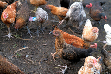 A group of chickens on the farm, organic chicken farm concept