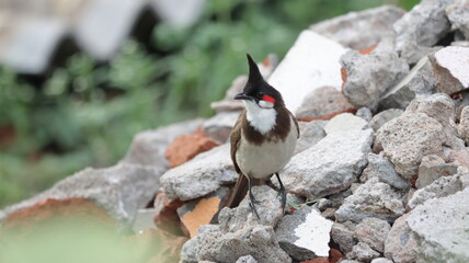 Red-whiskered bulbul perched on a pile of stones