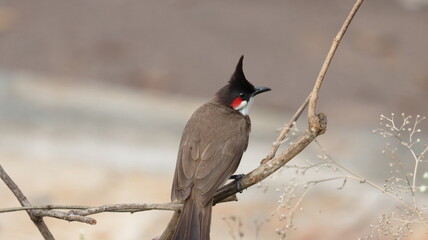 Red-whiskered bulbul perched on a plant branch	