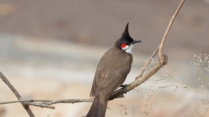 Red-whiskered bulbul perched on a plant branch