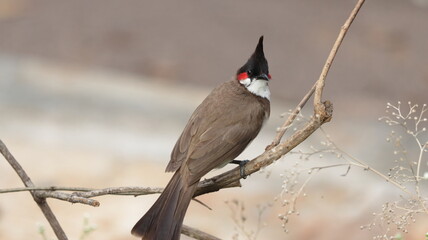 Red-whiskered bulbul perched on a plant branch