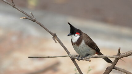 Red-whiskered bulbul perched on a plant branch