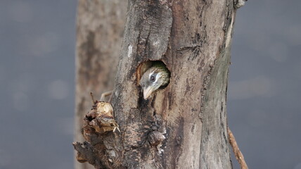 White-cheeked barbet peeping from its nest