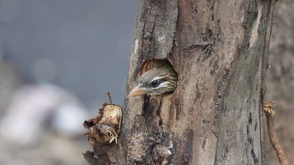 White-cheeked barbet peeping from its nest