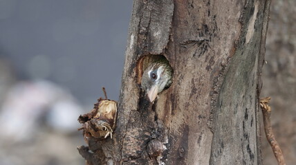 White-cheeked barbet peeping from its nest