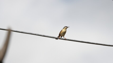 Ashy Prinia perched on a wire