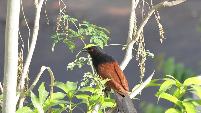 Greater Coucal collecting materials to build its nest