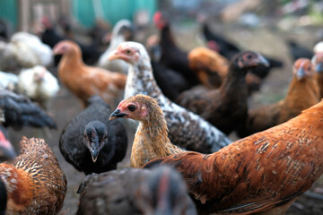A group of chickens on the farm, organic chicken farm concept