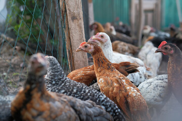 A group of chickens on the farm, organic chicken farm concept