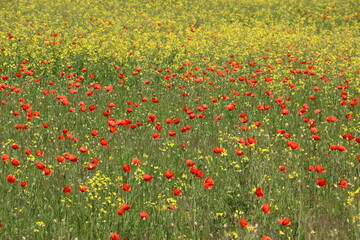 field of red poppies in summer