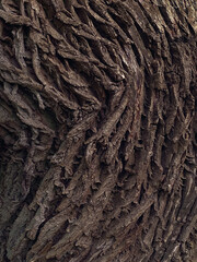 Close up of the bark of a large tree in the forest. tree bark background