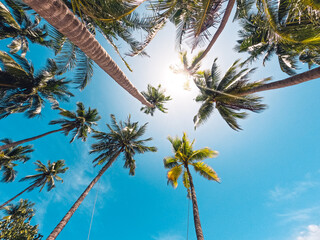Beaches and coconut palms on a tropical island