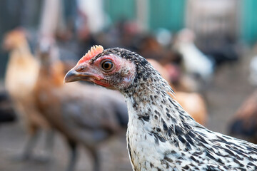 Closeup of chickens on the farm, organic chicken farm concept
