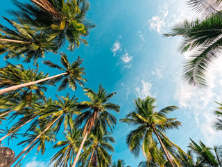 Fototapeta na wymiar Beaches and coconut palms on a tropical island
