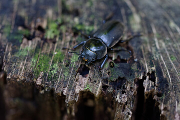 自然界のクワガタのメス