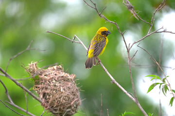Weaver bird, Yellow Bird on branch tree.