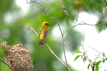 Weaver bird, Yellow Bird on branch tree.