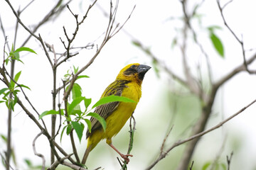 Weaver bird, Yellow Bird on branch tree.