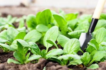 Young spinach plants outdoors with cultivation tool. Growing organic and healthy greens.