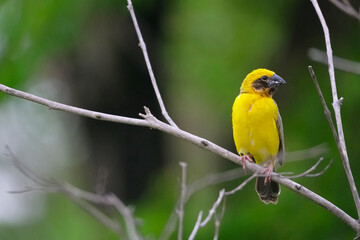 Weaver bird, Yellow Bird on branch tree.