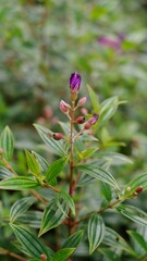 Pleroma urvilleanum, synonym Tibouchina urvilleana known as glory bush, lasiandra, princess flower, pleroma, purple glory tree. is a species of flowering plant in the family Melastomataceae.