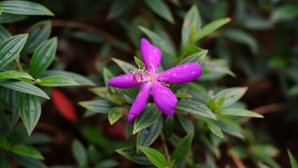 Pleroma urvilleanum, synonym Tibouchina urvilleana known as glory bush, lasiandra, princess flower, pleroma, purple glory tree. is a species of flowering plant in the family Melastomataceae.