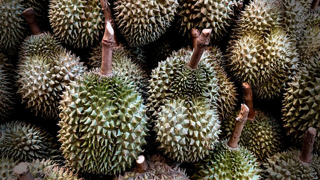 Many Durian fruit on market.