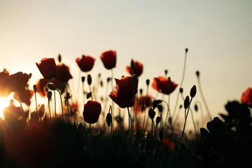 Selbstklebende Fototapeten Beautiful field of red poppies in the sunset light. © erika8213