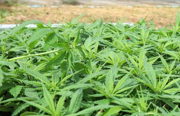 plant in hands